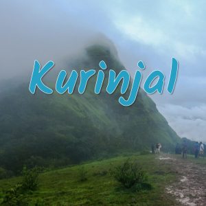 kurinjal